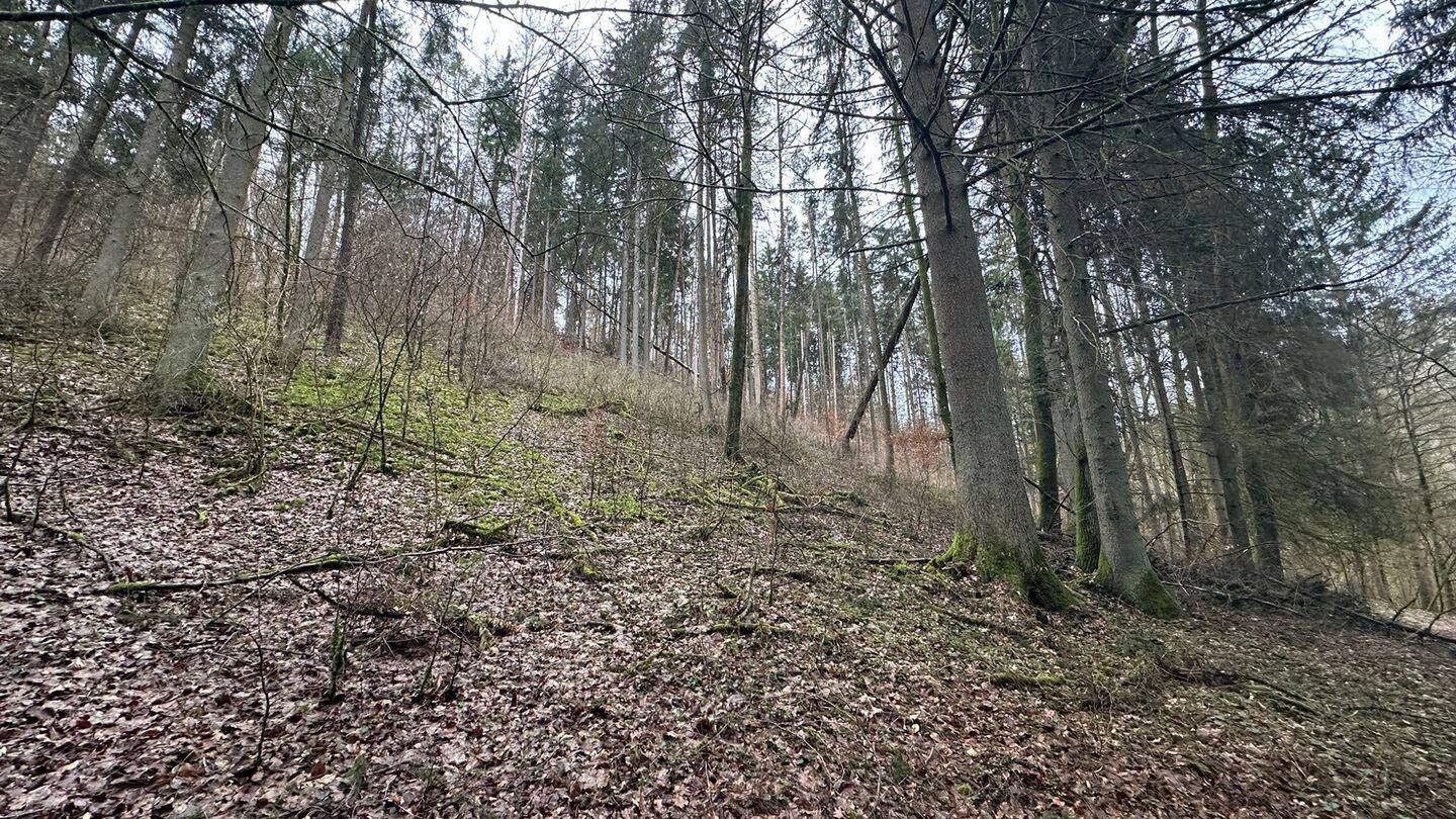 Land-/Forstwirtschaft zum Kauf - Ansicht 5
