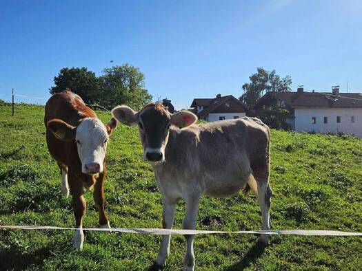 Gewerbeobjekt zum Kauf 1.180.000 € 7 Zimmer 182 m² 823 m² Grundstück frei ab sofort Degerndorf Münsing 82541