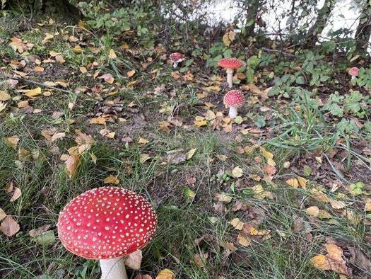 Land-/Forstwirtschaft zum Kauf 220.000 € 62.931 m² Grundstück Perasdorf 94366