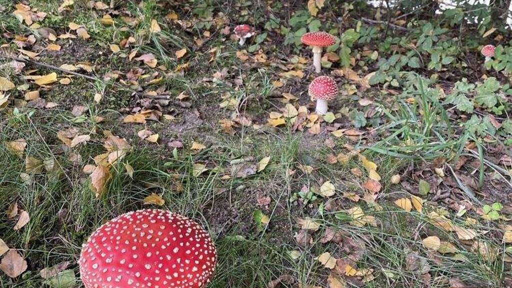 Land-/Forstwirtschaft zum Kauf 220.000 € 62.931 m² Grundstück Perasdorf 94366