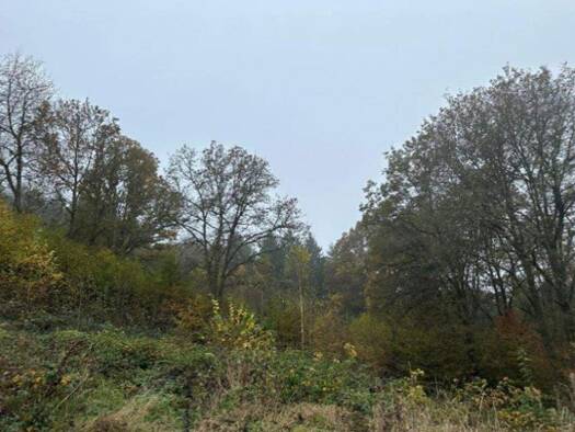 Grundstück zum Kauf provisionsfrei 2.790 m² Grundstück Karl-Keßler-Weg Rieneck 97794