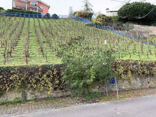 Grundstück zum Kauf 65.300 € 1.126 m² Grundstück Alf 56859