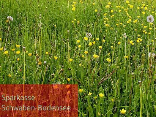 Land-/Forstwirtschaft zum Kauf 53.000 € 13.409 m² Grundstück Hohenreuten Oberrieden 87769