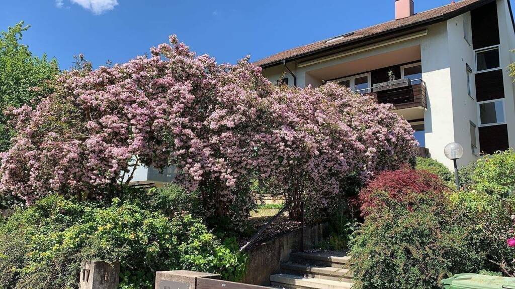 Mehrfamilienhaus zum Kauf 1.295.000 € 12 Zimmer 247 m² 581 m² Grundstück frei ab sofort Vaihingen Stuttgart 70569