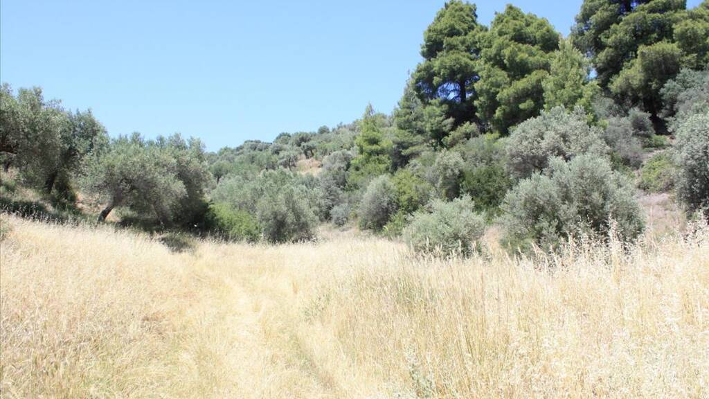 Land-/Forstwirtschaft zum Kauf 280.000 € 2.000 m² Grundstück Chalkidiki