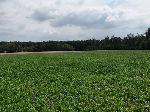 Land-/Forstwirtschaft zum Kauf 89.000 € 25.201 m² Grundstück Harpertshausen Babenhausen 64832