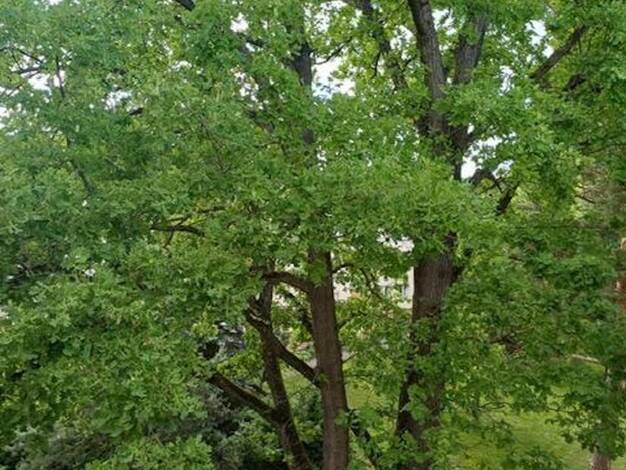 Wohnung zum Kauf 250.000 € 5 Zimmer 89 m² 3. Geschoss Gartenstadt Waldhof 68305