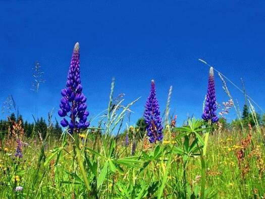 Grundstück zum Kauf 400.000 € 1.100 m² Grundstück Cernobbio 22012