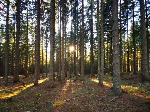 Forstwirtschaft zum Kauf 3.000.000 € Kärnten 9020