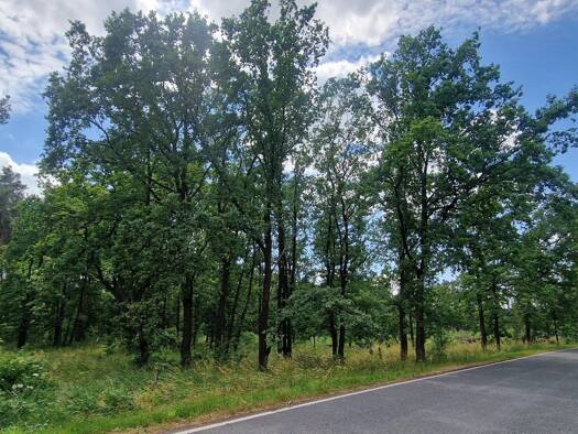Land-/Forstwirtschaft zum Kauf 32.500 € 29.401 m² Grundstück Gosda Luckaitztal 03229