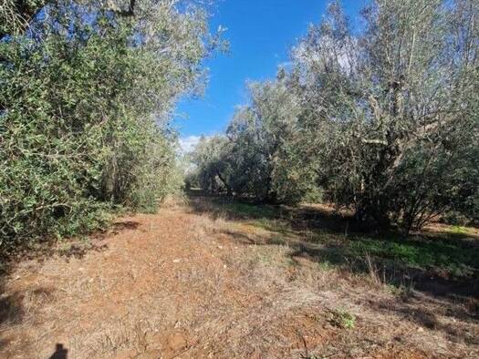 Grundstück zum Kauf 4.000 € 1.450 m² Grundstück Spongano 73038