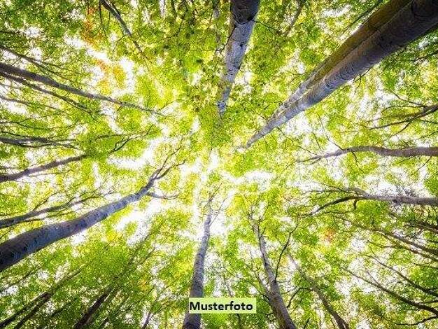 Land-/Forstwirtschaft zum Kauf 48.500 € 19.080 m² Grundstück Floß 92685