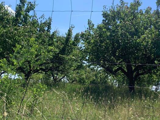 Land-/Forstwirtschaft zum Kauf 30.000 m² Grundstück Prottes 2242