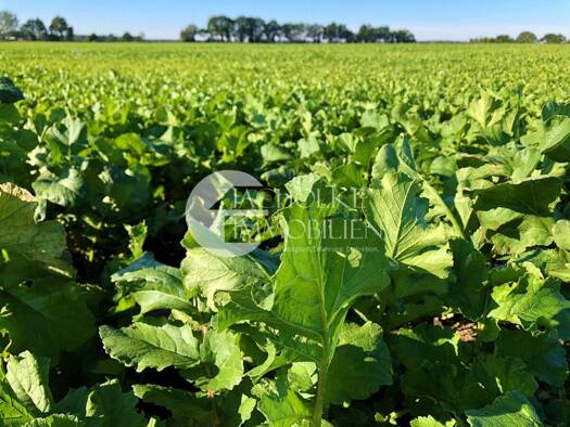Landwirtschaftliche Fläche zum Kauf 311.120 m² Grundstück Bahnsen Suderburg 29556
