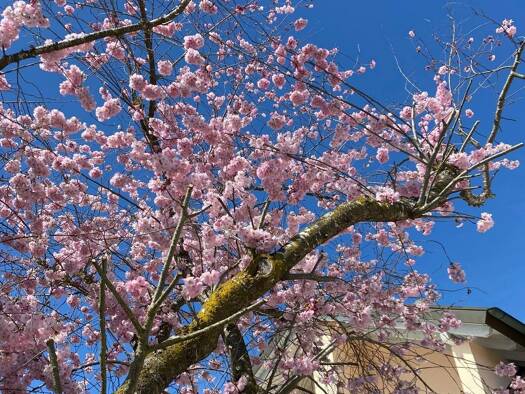 Doppelhaushälfte zum Kauf provisionsfrei 695.000 € 4,5 Zimmer 220 m² 350 m² Grundstück Volkertshausen 78269