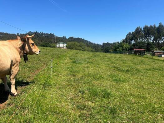 Acker-/Waldstück zum Kauf 27.500 € Castrillón 33456