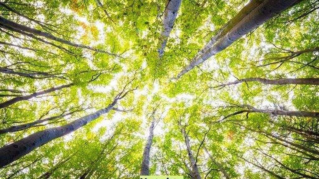 Land-/Forstwirtschaft zum Kauf 8.550 € 11.840 m² Grundstück Pantlitz Ahrenshagen-Daskow 18320