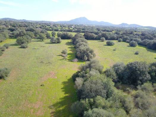 Acker-/Waldstück zum Kauf 195.000 € Felanitx 07200