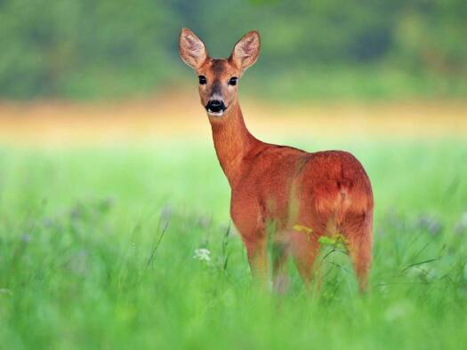 Land-/Forstwirtschaft zum Kauf provisionsfrei 6.900.000 € 760.000 m² Grundstück Bersenbrück 49593