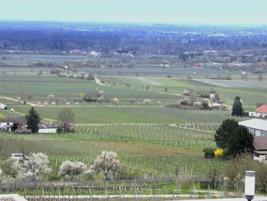 Wohnung zum Kauf 348.000 € 4 Zimmer 106,1 m² Haardt Neustadt 67433