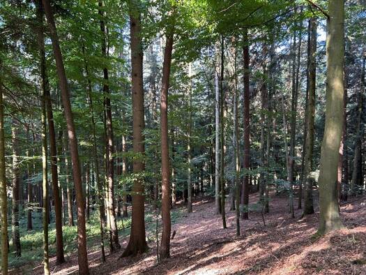 Land-/Forstwirtschaft zum Kauf 118.000 € 19.300 m² Grundstück Wetzl Zeilarn 84367