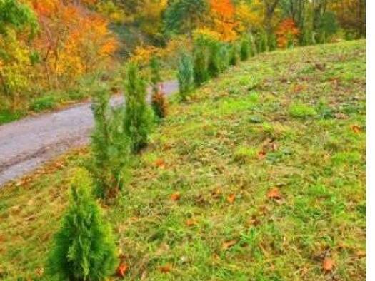 Grundstück zum Kauf 40.000 € 814 m² Grundstück Großalmerode 37247