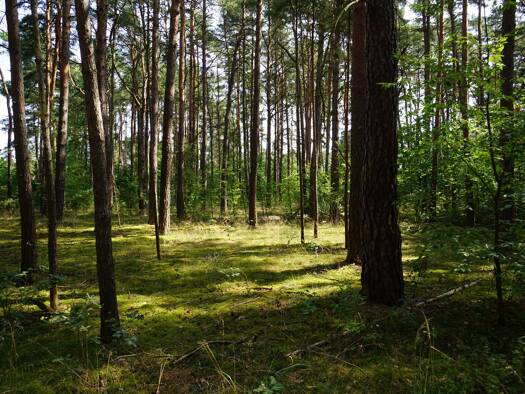 Freizeitgrundstück zum Kauf 149.000 € 2.509 m² Grundstück Nicolaistraße 7 Borkwalde 14822