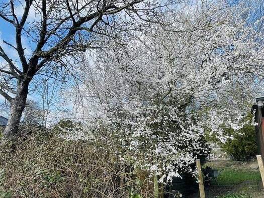 Grundstück zum Kauf 140.000 € 600 m² Grundstück Kellinghusen 25548