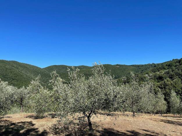 Grundstück zum Kauf 48.500 € 7.560 m² Grundstück Massa Marittima 58024