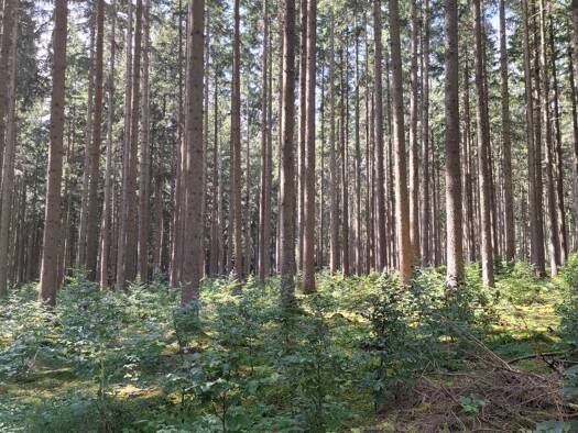 Forstwirtschaft zum Kauf 900.000 m² Grundstück Innenstadt Augsburg 86150