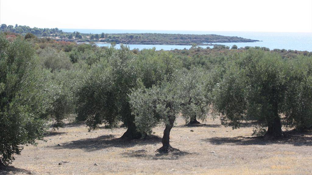 Land-/Forstwirtschaft zum Kauf 250.000 € 4.070 m² Grundstück Chalkidiki