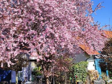 Haus zum Kauf 545.000 € 5 Zimmer 150 m² 350 m² Grundstück Erfurt 99092