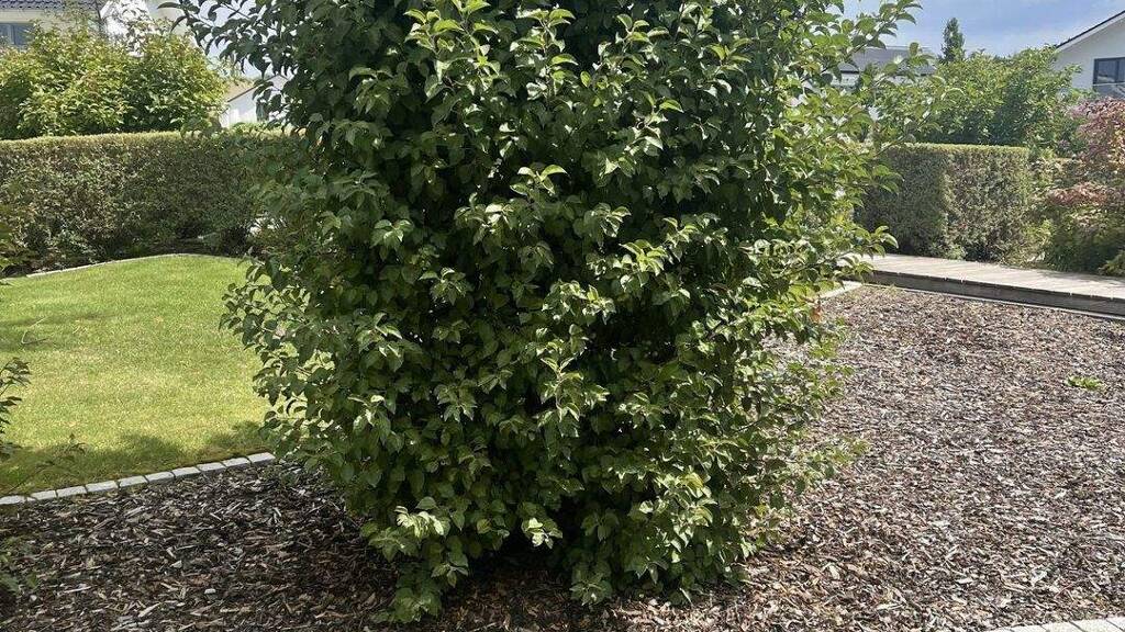 Grundstück zum Kauf provisionsfrei 399.999 € 699 m² Grundstück Lettenbach Diedorf 86420