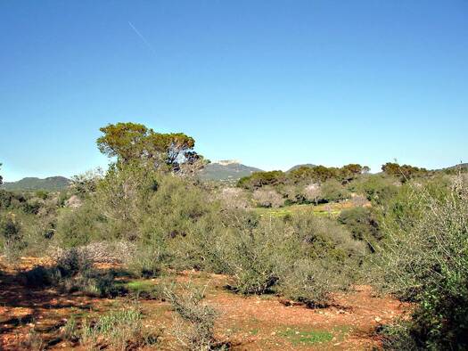 Grundstück zum Kauf provisionsfrei 825.000 € 18.063 m² Grundstück S´Alqueria Blanca