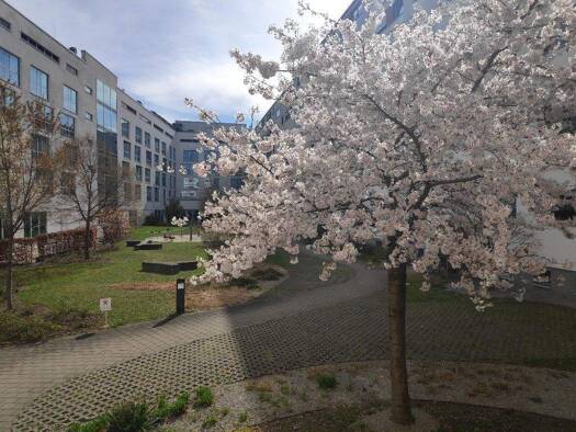 Wohnung zum Kauf provisionsfrei 540.000 € 2 Zimmer 43,2 m² 1. Geschoss Maxvorstadt München 80636