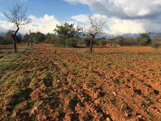 Acker-/Waldstück zum Kauf 980.000 € Marratxí 07141