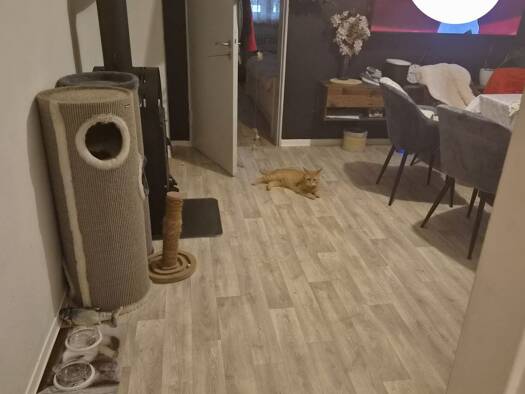 Wohnung zur Miete 330 € 2 Zimmer 52 m² Geschoss EG/2 frei ab 01.10.2026 Neuenrade 58809