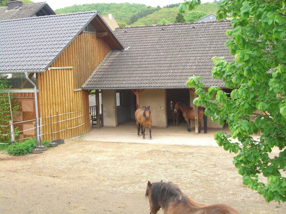 Einfamilienhaus zum Kauf 560.000 € 249,3 m²<br/>Wohnfläche 2.800 m²<br/>Grundstück Nimshuscheidermühle Nimshuscheid 54612