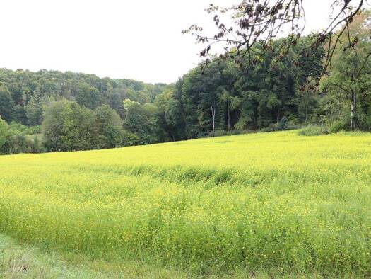 Land-/Forstwirtschaft zum Kauf 69.000 € 13.564 m² Grundstück Gößweinstein 91327