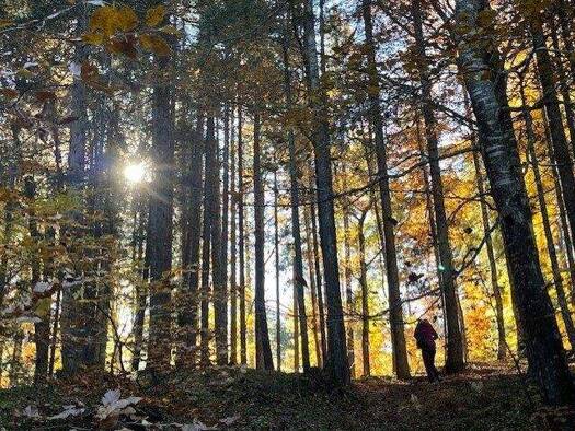 Hotel zum Kauf 2.500 m² Grundstück Klautzenbach Zwiesel 94227