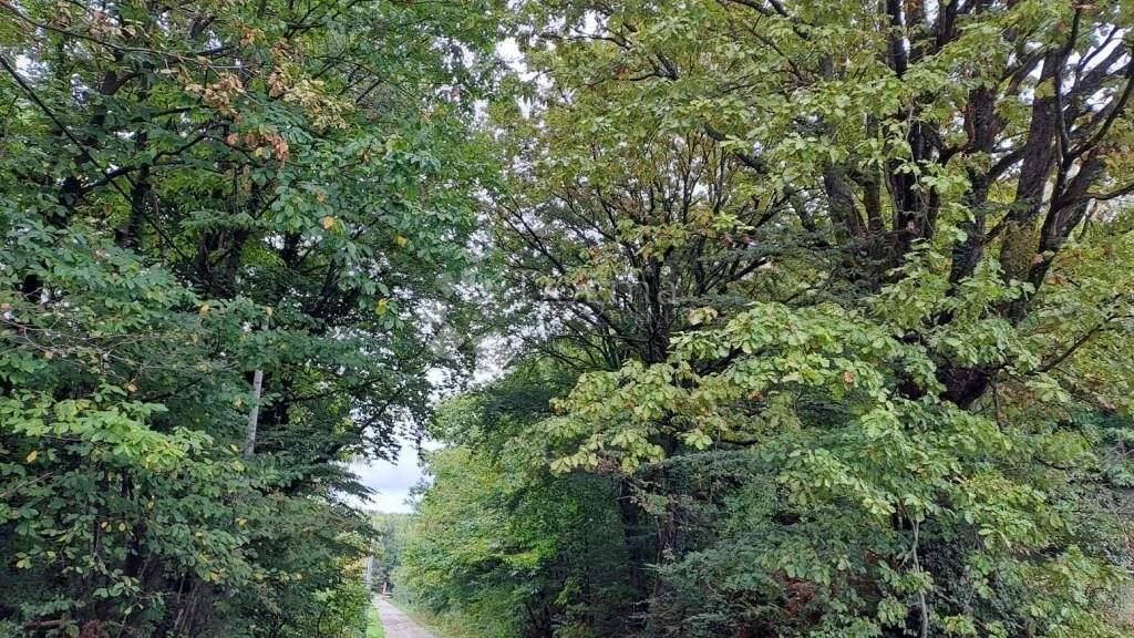 Land-/Forstwirtschaft zum Kauf 21.000 € Gvozd