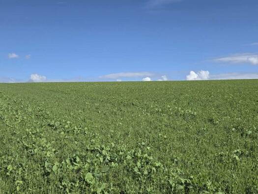 Landwirtschaftliche Fläche zum Kauf 16 € 75.000 m² Grundstück Wallern an der Trattnach 4702
