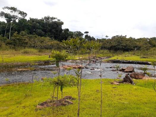 Grundstück zum Kauf 129.000 € 9.999.999 m² Grundstück Presidente Figueiredo-Balbina 69000004