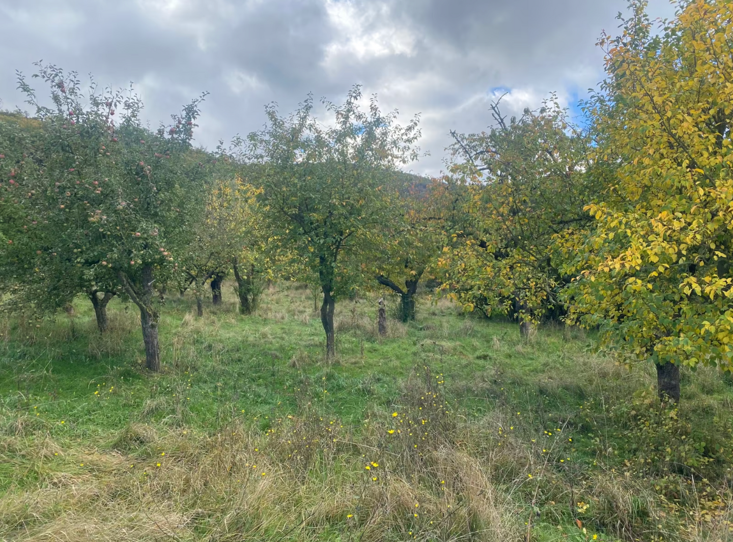 Immobilie in Kelbra (Kyffhäuser) - Freizeitgrundstück mit massivem Gartenhaus zu verkaufen - Bild 3