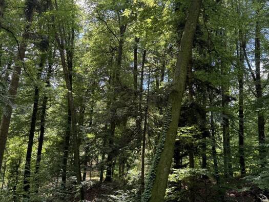 Land-/Forstwirtschaft zum Kauf 92.720 m² Grundstück Sankt Ruprecht an der Raab 8181