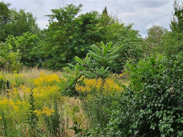 Gewerbegrundstück zum Kauf 96.000 € 640 m² Grundstück Hohenstücken Brandenburg an der Havel 14772