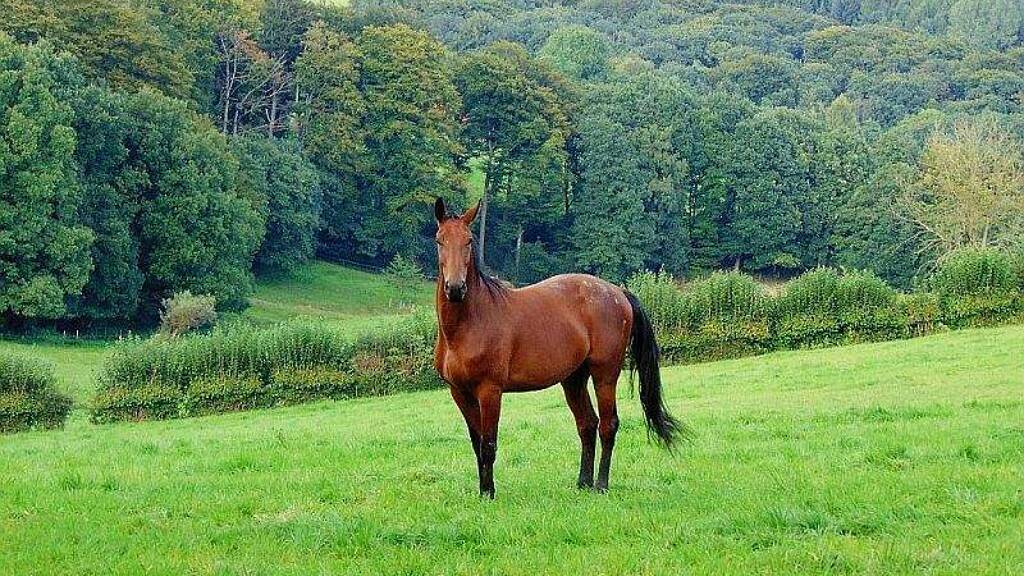 Reiterhof zum Kauf 595.000 € 30 m² 20.000 m² Grundstück Waldbreitbach 56588