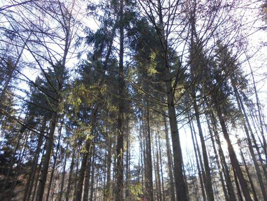 Forstwirtschaft zum Kauf 127.000 € 11.550 m² Grundstück Loderstätt Soyen 83564