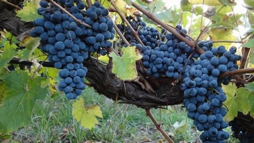 Einfamilienhaus zum Kauf 19.999 € 4 Zimmer 110 m² 650 m² Grundstück Liptod