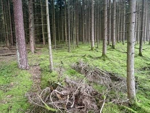 Land-/Forstwirtschaft zum Kauf 6.700 m² Grundstück Vohenstrauß Vohenstrauß / Altenstadt bei Vohenstrauß 92648